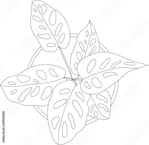 Top view of a monstera house plant. Vector potted plant. 
