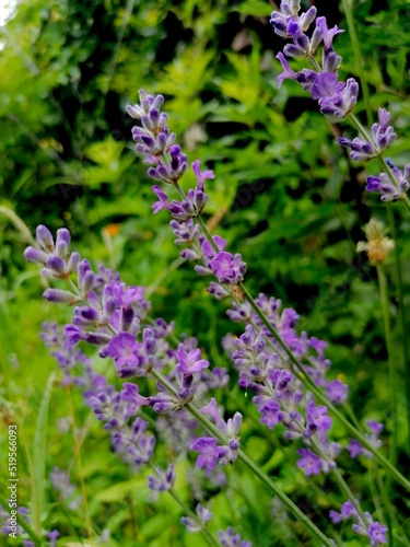 Lavendelzweige im Garten