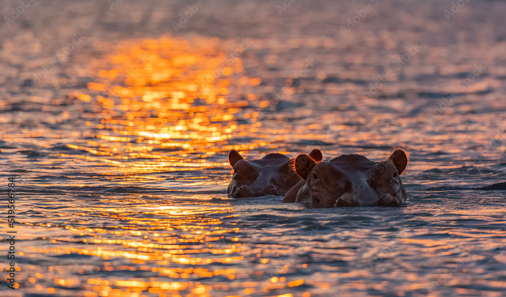 Hippos on the Rufiji River during sunset protected natural habitat in an East Africa national park - obrazy, fototapety, plakaty 