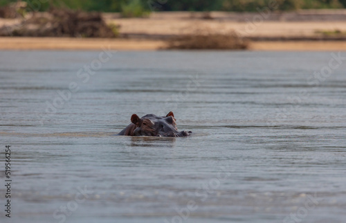 Hippos emerging from the water along the Rufiji River in protected natural habitat in an East Africa national park
