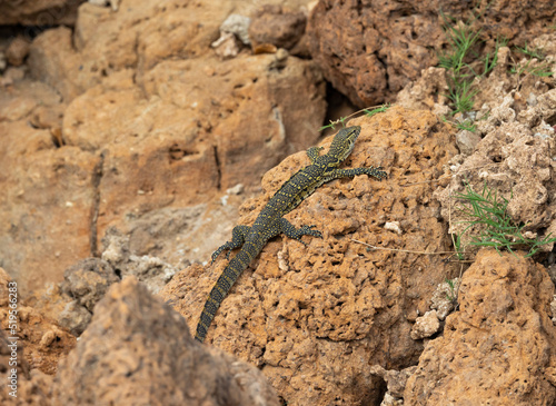 Water monitor lizard in protected natural habitat along the Rufiji River bank, Tanzania