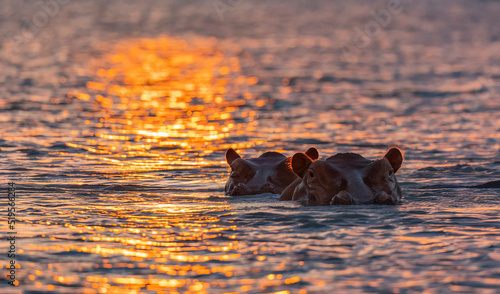 Hippos on the Rufiji River during sunset protected natural habitat in an East Africa national park photo