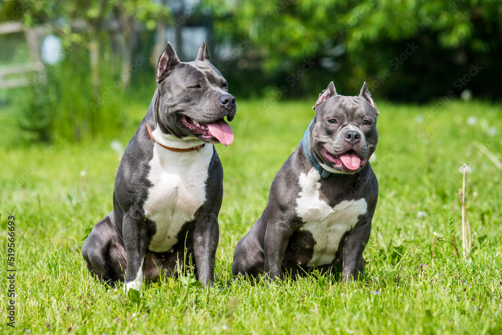 Blue hair American Staffordshire Terrier and American Bully dogs