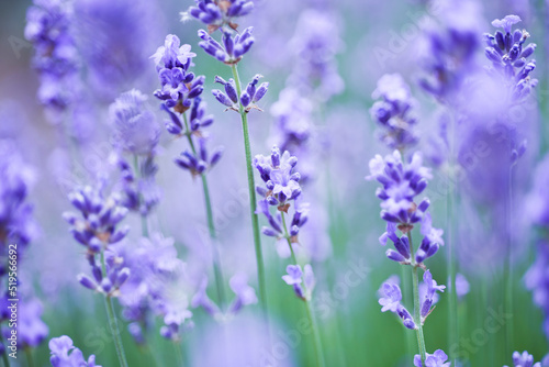 Lavender, Germany photo