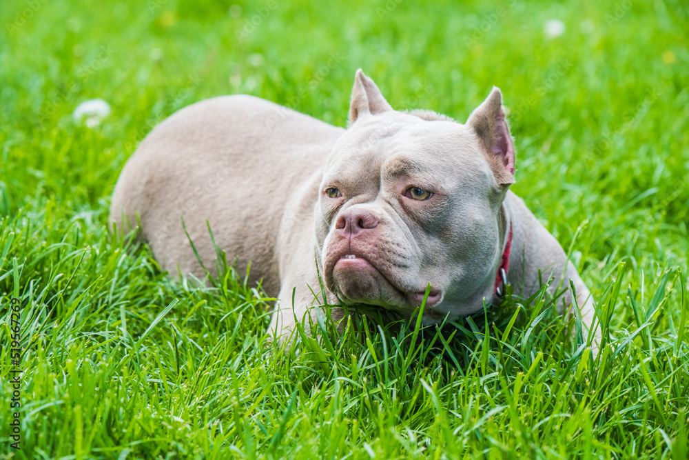 Lilac color American Bully dog is lying on green grass