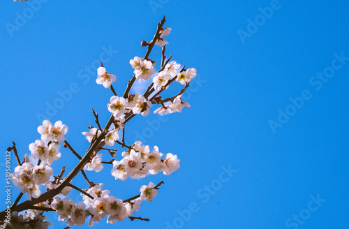 벚꽃 Sakura