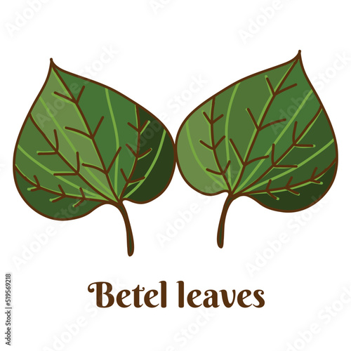 Hand drawn flat cartoon vector illustration of betel leaves, wild betel leaf bush isolated on white background