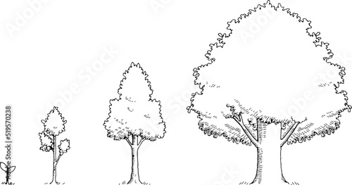 線画で描いた木の成長