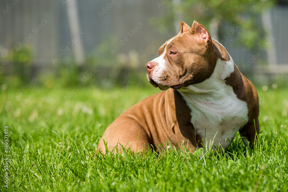 Chocolate color American Bully dog is on green grass Chocolate color American Bully dog is on green grass