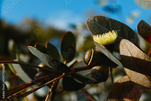 Blooming flower of a native Australian Eucalyptus tree photo