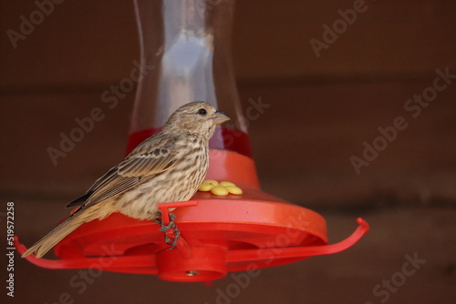 female finch at feeder