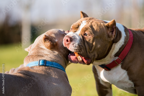 Canvastavla Two Chocolate color American Bully dogs are walking