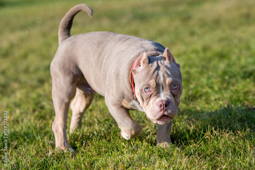 A pocket Lilac color male American Bully puppy dog is walking.