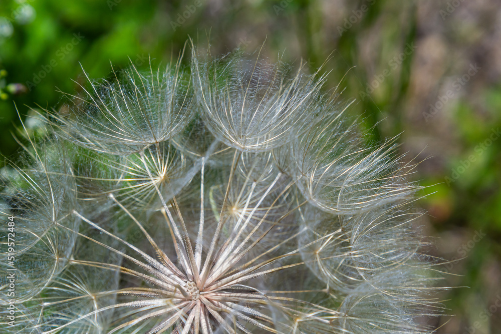 Obraz premium Goatsbeard, Tragopogon pratensis, flower seed head close up with feathery seeds and a blurred background of leaves