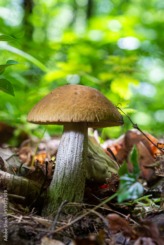 Delicious fungus boletus, Leccinum scabrum in a wood. summer day, in the natural environment