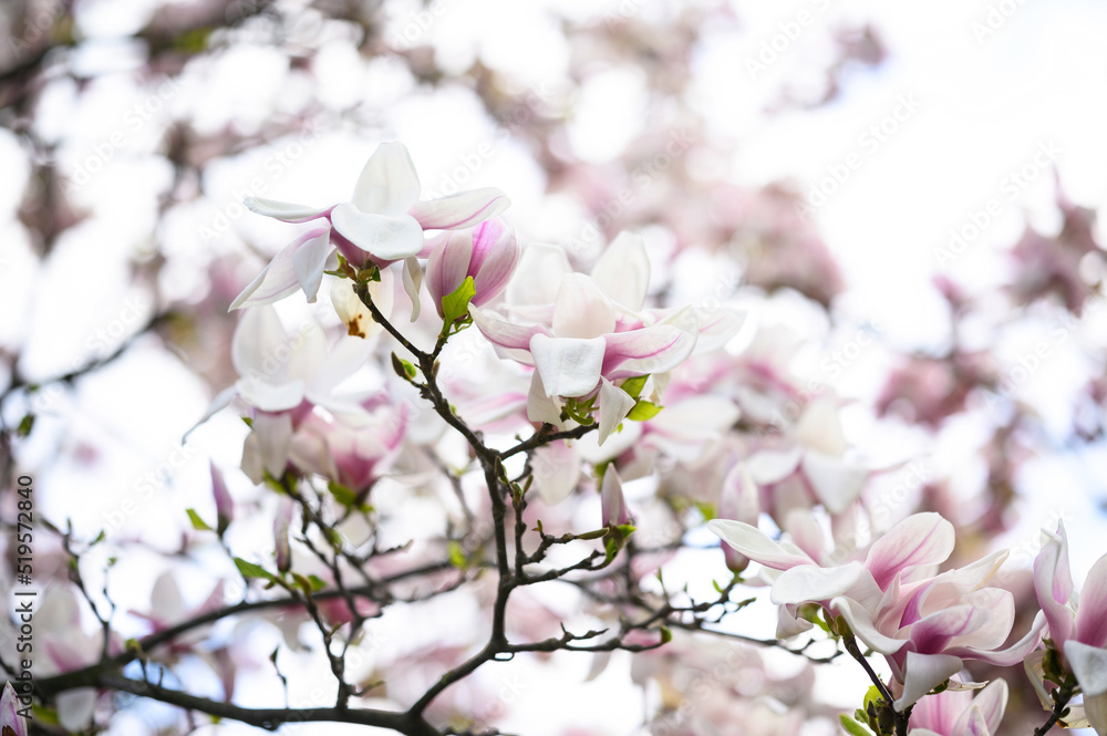 Branch of magnolia tree with beautiful white flowers on blurred background, closeup. Spring season