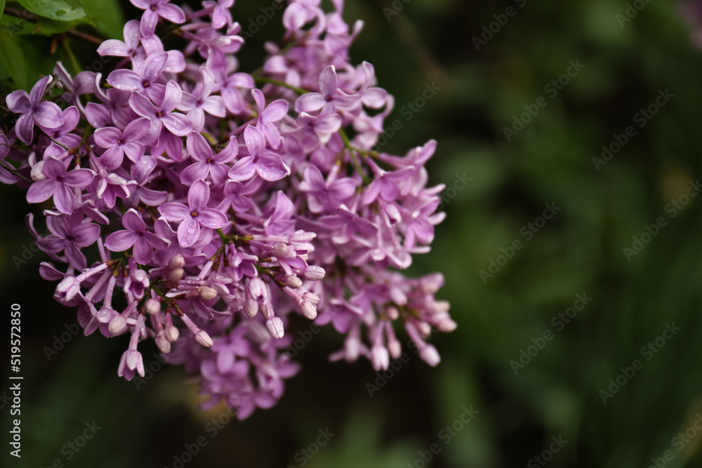 Branch of beautiful blossoming lilac on blurred background, closeup. Space for text Branch of beautiful blossoming lilac on blurred background, closeup. Space for text