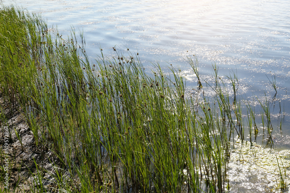 Obraz premium View of green reeds on river shore