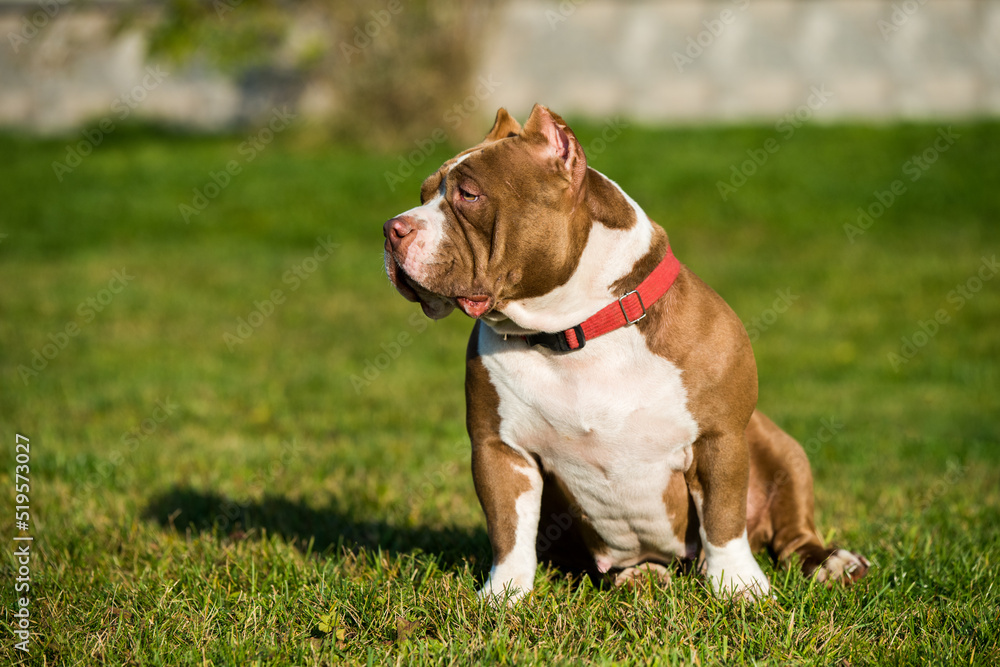 Chocolate color American Bully female dog is on green grass