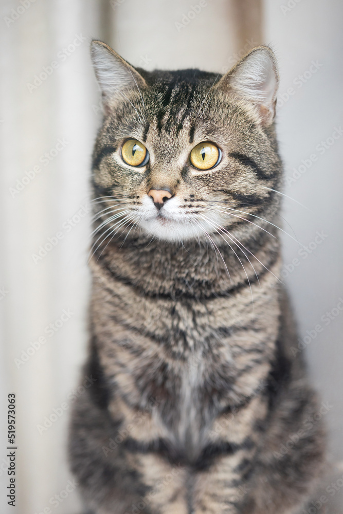 Portrait of tabby cat behind glass.