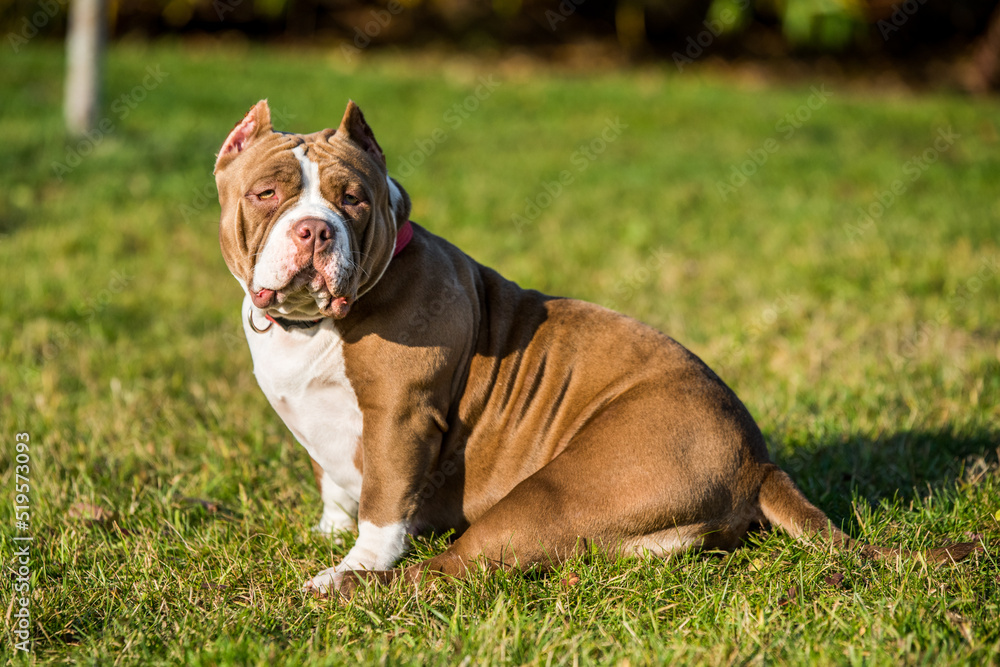Chocolate color American Bully female dog is on green grass