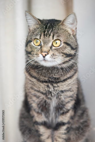 Portrait of tabby cat behind glass.