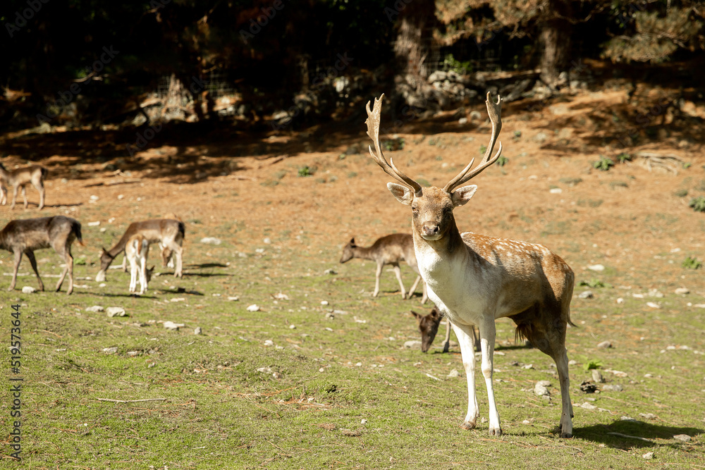 sika deer stock on green grass background in a park, forest or farm, countryside or zoo environment sika deer stock on green grass background in a park, forest or farm, countryside or zoo environment