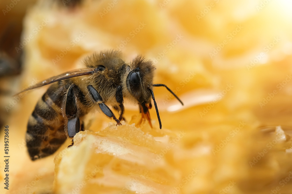 Macro photo of working bees on honeycombs. Beekeeping and honey production image. Macro photo of working bees on honeycombs. Beekeeping and honey production image.