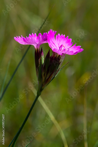 Carthusian pink flowers Dianthus carthusianorum on a summer meadow. Use in traditional medicine aggainst rheumatism photo