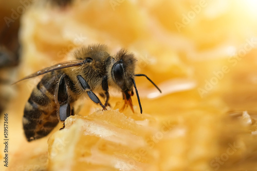 Macro photo of working bees on honeycombs. Beekeeping and honey production image. © kosolovskyy