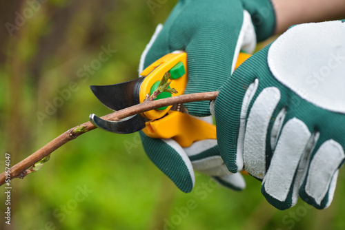 Spring pruning the bush. Hands of gardener in gloves with secateur