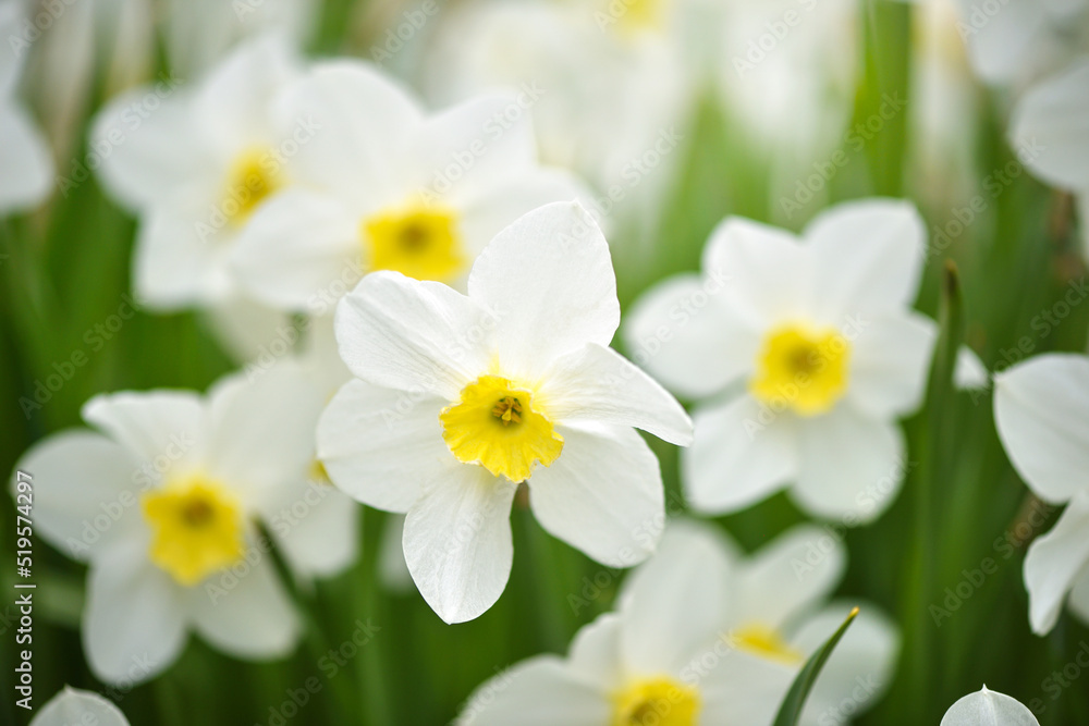 Narcissus flower, daffodils. Spring flowers in the garden Narcissus flower, daffodils. Spring flowers in the garden