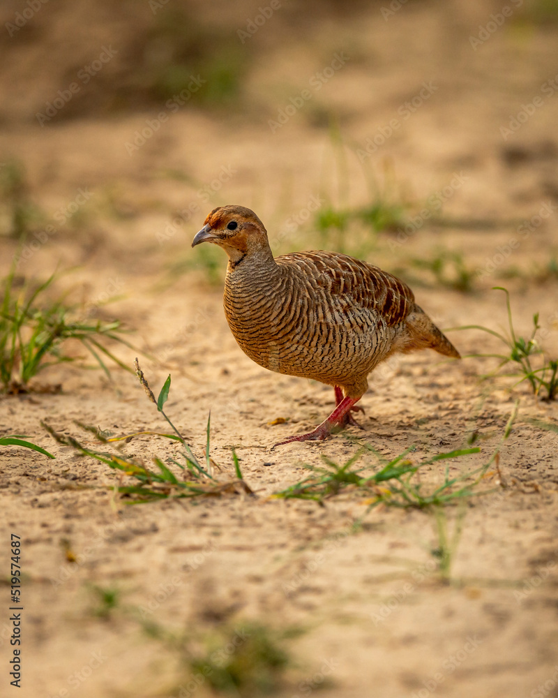 grey francolin or grey partridge or Francolinus pondicerianus closeup or portrait in forest or national park of india asia grey francolin or grey partridge or Francolinus pondicerianus closeup or portrait in forest or national park of india asia
