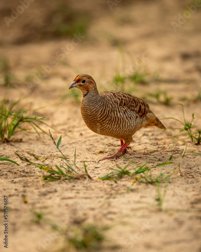 grey francolin or grey partridge or Francolinus pondicerianus closeup or portrait in forest or national park of india asia