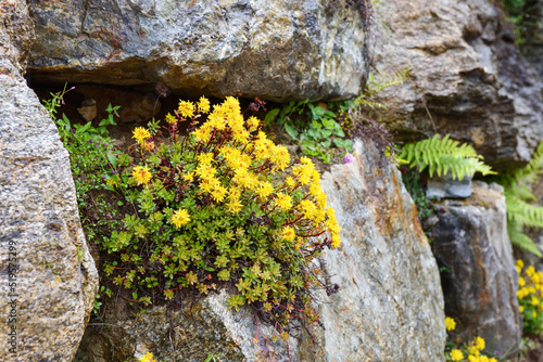 Early spring yellow flowering groundcover plant Stonecrop (Sedum) photo