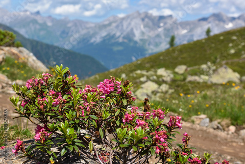 Blooming Alpine Rose (Rhododendron ferrugineum) in the background scenic mountain landscape. Austria. Europe