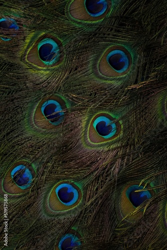 peacock feather background, Peacock feathers, Peafowl feathers, Bird feathers, Colorful feathers, feather, feathers, wallpaper, background, Pattern. © Sunanda Malam