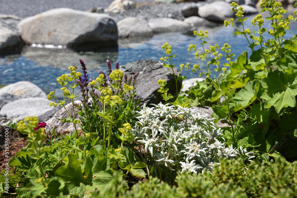 Nice mountain flowers of edelweiss (Leontopodium nivale) near an alpine lake
