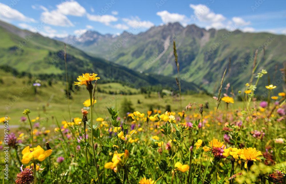 Fototapeta premium Beautiful flowering alpine meadows in the background mountains and sky with clouds