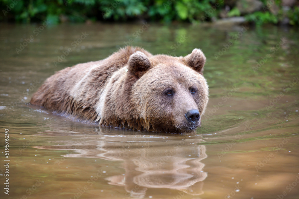 Brown Bear (Ursus arctos) swimming in a water Brown Bear (Ursus arctos) swimming in a water