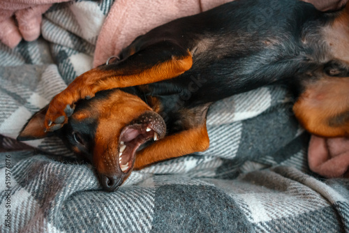 Close up portrait of sleeping relaxed miniature pinscher dog mini doberman