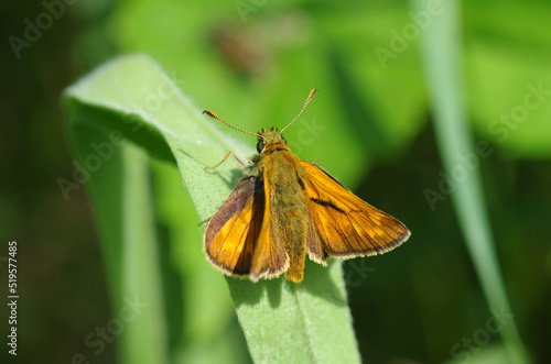 Yellow butterfly sitting on the grass