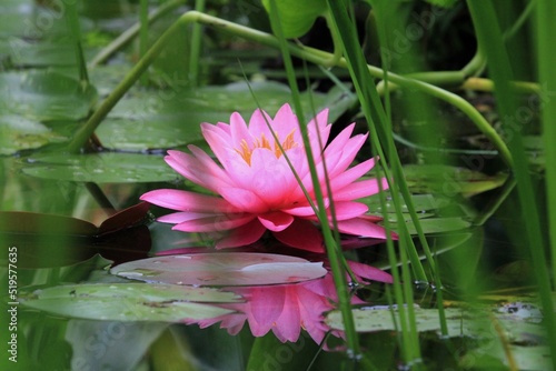 pink lotus flower