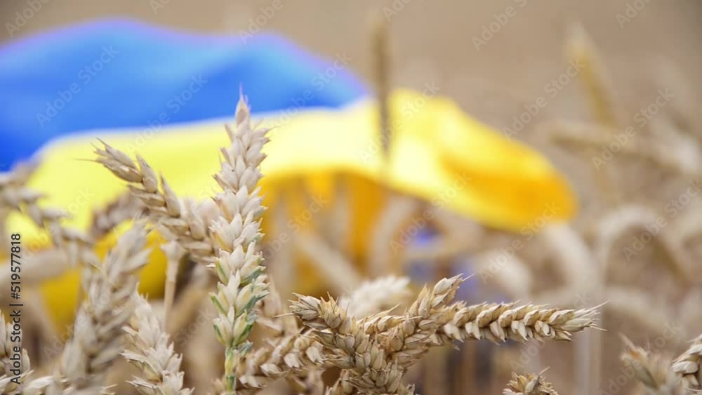 Vidéo Stock Ukrainian flag in a wheat field. Wheat field. Ear of wheat ...