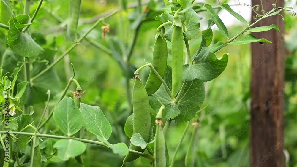 Green peas in the garden. A lot of pods of ripe green peas on the bushes on the farm outside. Gardening and vegetable growing. Healthy eco food. Micronutrients, fiber and proteins. FullHD Green peas in the garden. A lot of pods of ripe green peas on the bushes on the farm outside. Gardening and vegetable growing. Healthy eco food. Micronutrients, fiber and proteins. FullHD