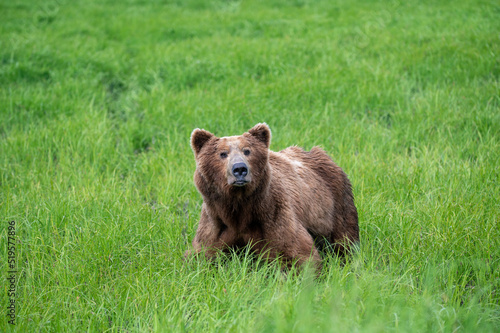 Alaskan brown bear feeding