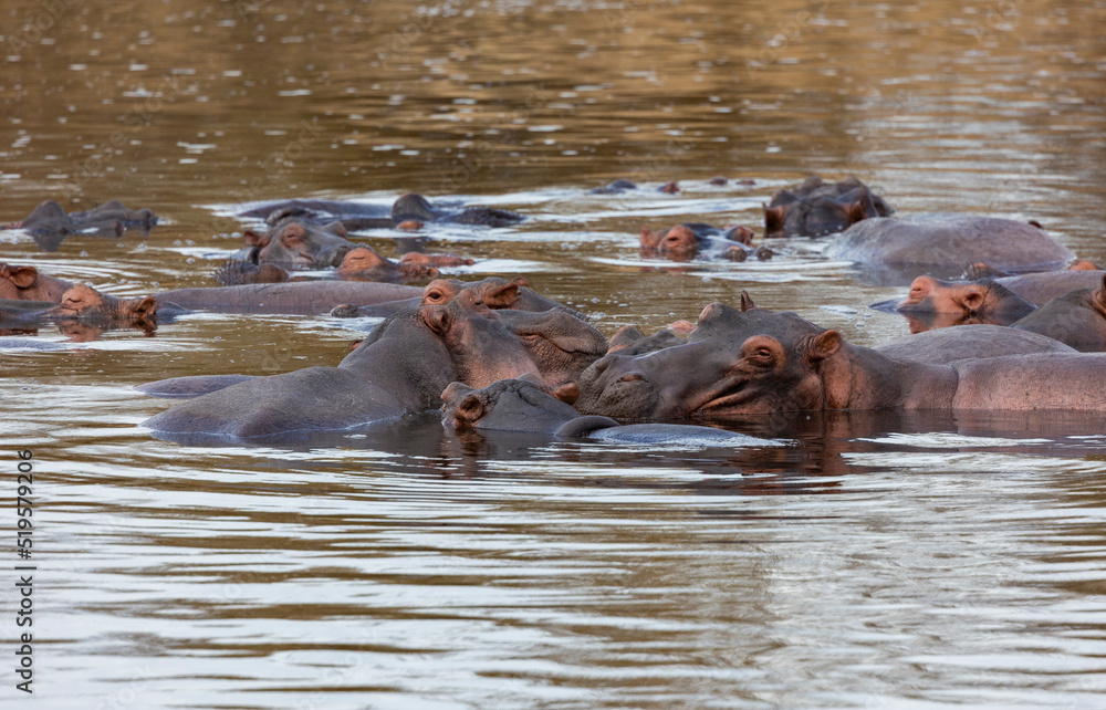 Hippos in a water pool in protected natural habitat in an East Africa national park Hippos in a water pool in protected natural habitat in an East Africa national park