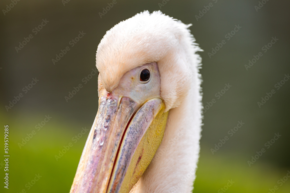 Close up of a pink pelican's head. Uniformly blurred background. Photo taken at noon in natural light