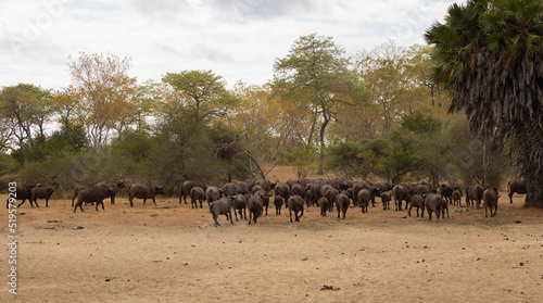 Herd of African Buffalo or Cape Buffalo in protected natural habitat in an East African national park