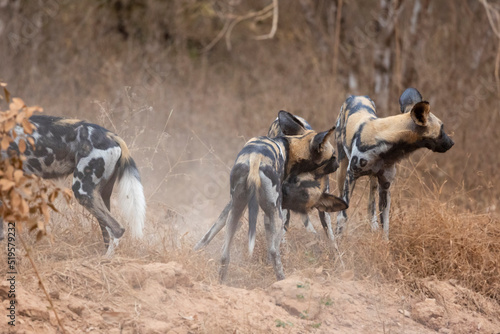 African wild dogs (painted wolf) in their natural habitat in southern Tanzania photo